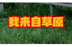 我来自草原